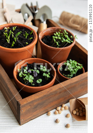 Pots with various vegetables seedlings. Pots with various vegetables seedlings. 113991110
