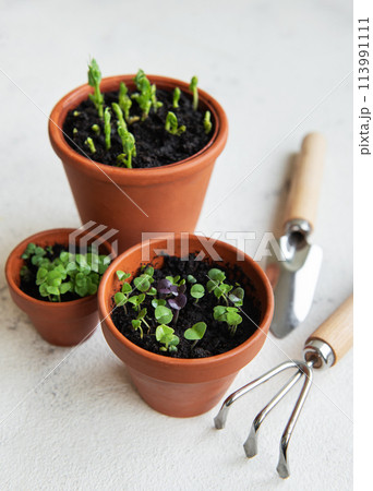 Pots with various vegetables seedlings. Pots with various vegetables seedlings. 113991111