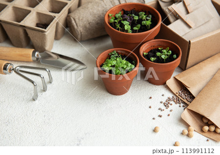 Pots with various vegetables seedlings. Pots with various vegetables seedlings. 113991112