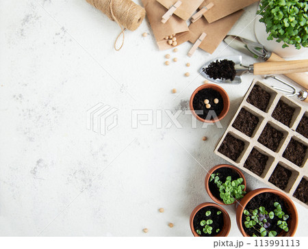 Pots with various vegetables seedlings. 113991113