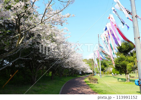 桜と鯉のぼりのある風景 穏やかな春の日 桜と鯉のぼりのある風景 穏やかな春の日 113991152
