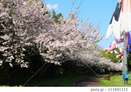 桜と鯉のぼりのある風景 穏やかな春の日 桜と鯉のぼりのある風景 穏やかな春の日 113991153