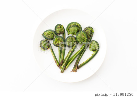 山菜のこごみ 山菜のこごみ 113991250