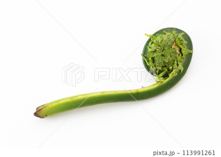 山菜のこごみ 山菜のこごみ 113991261