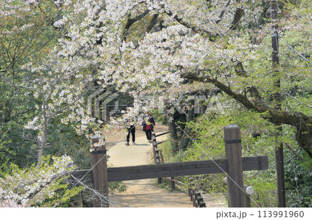 枡形山から見た春の一コマ 113991960
