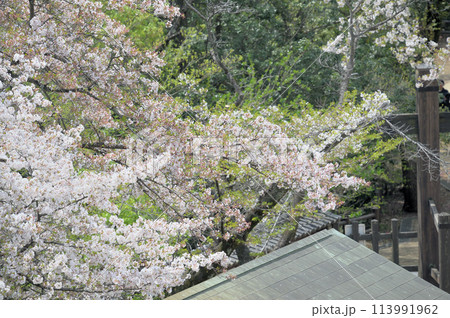枡形山から見た春の一コマ 113991962