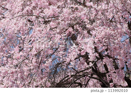満開の八重紅枝垂れ桜 満開の八重紅枝垂れ桜 113992010