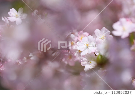 淡いピンクの思川桜のクローズアップ 113992027