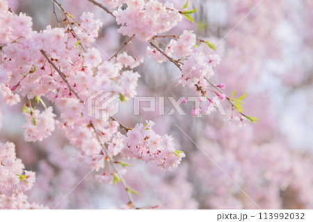 満開の八重紅枝垂れ桜 満開の八重紅枝垂れ桜 113992032