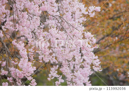 満開の八重紅枝垂れ桜 満開の八重紅枝垂れ桜 113992036