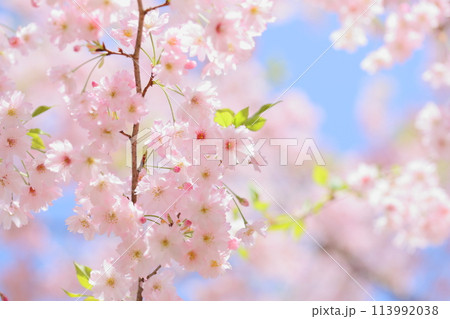 八重咲きの淡いピンクの桜 【青空背景】 【クローズアップ】 113992038
