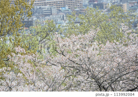 枡形山から見た春の一コマ 113992084
