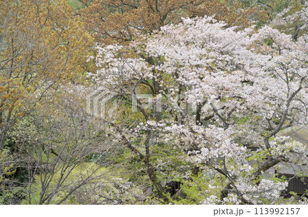 枡形山から見た春の一コマ 113992157