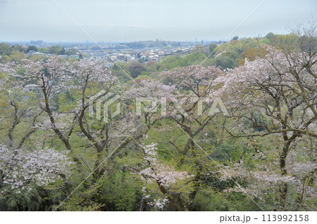枡形山から見た春の一コマ 枡形山から見た春の一コマ 113992158
