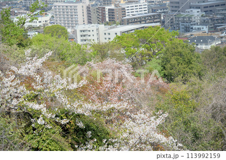 枡形山から見た春の一コマ 113992159