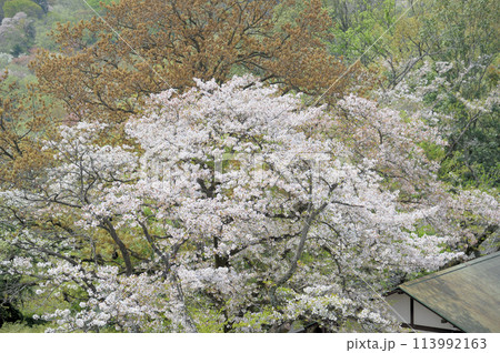 枡形山から見た春の一コマ 113992163