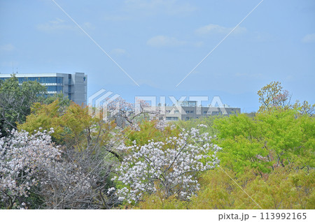 枡形山から見た春の一コマ 枡形山から見た春の一コマ 113992165