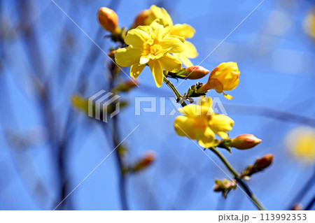 オウバイモドキ(黄梅擬) オウバイモドキ(黄梅擬) 113992353