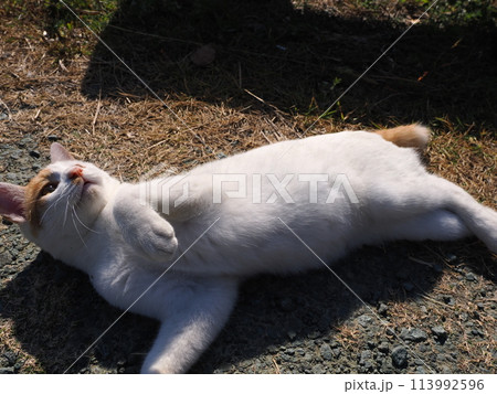 ベンチの下でじゃれ合う二匹の猫 113992596