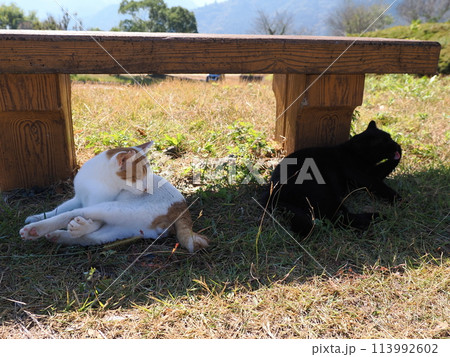 ベンチの下でじゃれ合う二匹の猫 113992602