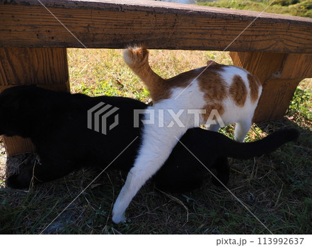 ベンチの下でじゃれ合う二匹の猫 ベンチの下でじゃれ合う二匹の猫 113992637