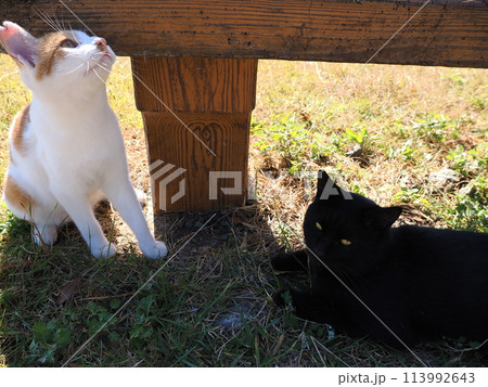 ベンチの下でじゃれ合う二匹の猫 113992643