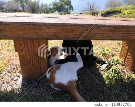 ベンチの下でじゃれ合う二匹の猫 113992709