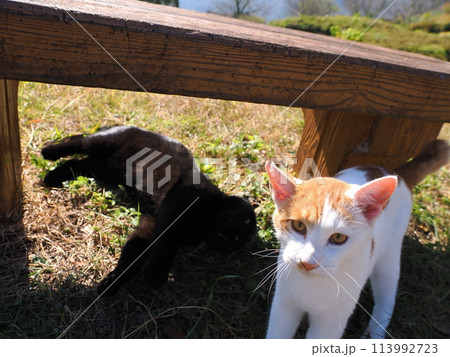 ベンチの下でじゃれ合う二匹の猫 113992723
