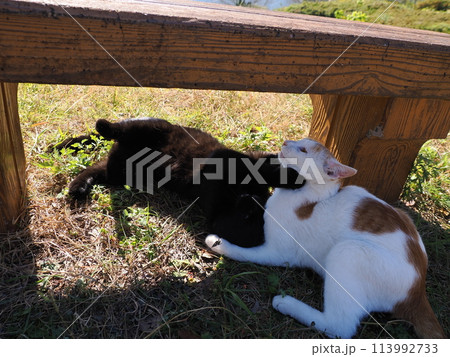 ベンチの下でじゃれ合う二匹の猫 ベンチの下でじゃれ合う二匹の猫 113992733