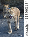 迫力満点！子どもライオン！ 113993134