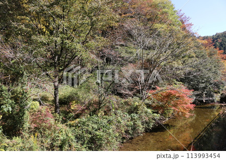 石鎚山系の紅葉 113993454