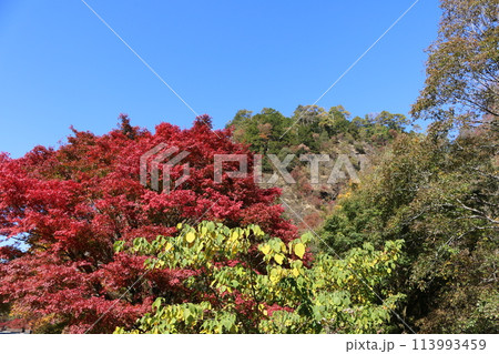 石鎚山系の紅葉 113993459