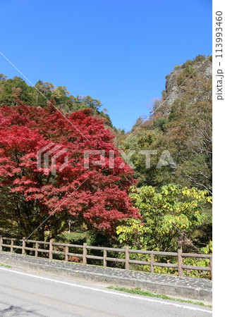 石鎚山系の紅葉 113993460