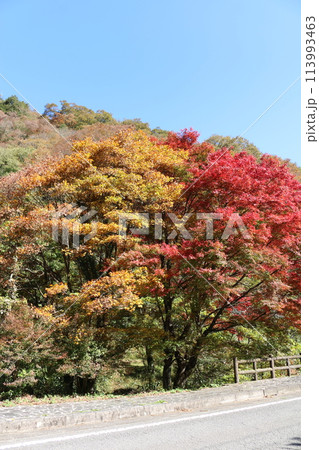 石鎚山系の紅葉 113993463