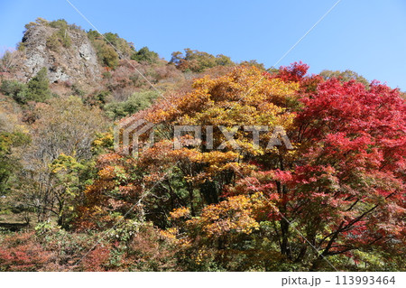 石鎚山系の紅葉 石鎚山系の紅葉 113993464