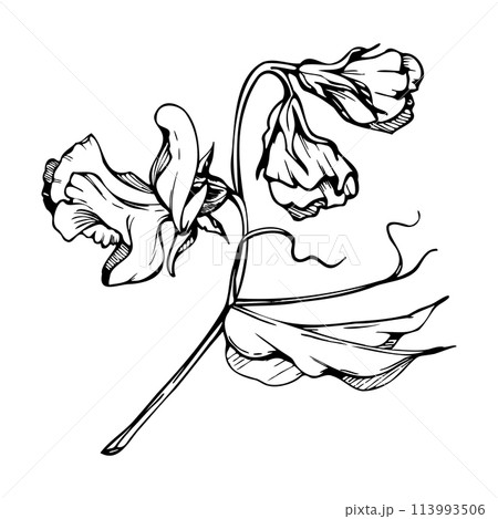 Hand drawn vector graphic ink illustration botanical flowers leaves. Sweet everlasting pea, vetch bindweed legume. Branch bouquet isolated on white background. Design wedding, love cards, floral shop 113993506