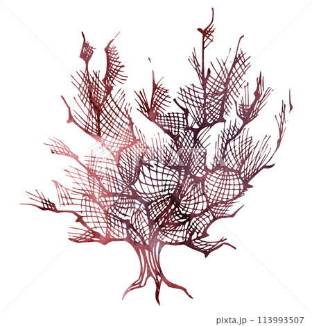 Watercolor and ink hand drawn marine life, sea ocean underwater creatures. fish, shells algae seaweed. Single object illustration, stylized, isolated on white. Zoo shop, aquarium, cosmetics, resort 113993507