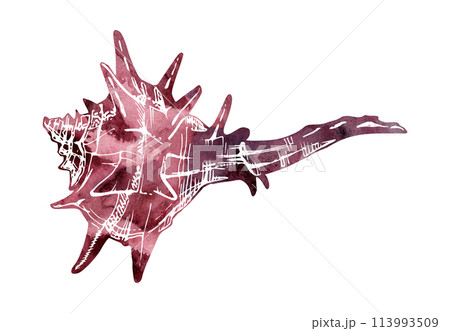 Watercolor and ink hand drawn marine life, sea ocean underwater creatures. fish, shells algae seaweed. Single object illustration, stylized, isolated on white. Zoo shop, aquarium, cosmetics, resort 113993509