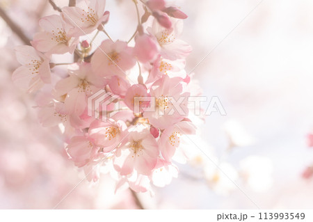 ふんわりとした桜の花 113993549