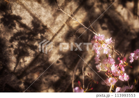 満開の桜と壁に映る影 113993553