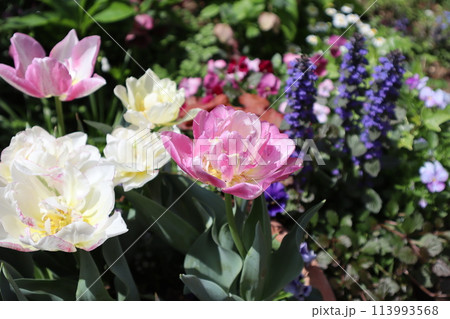 花壇に咲く八重咲きチューリップとアジュガ 113993568
