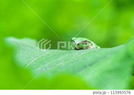 フキの葉の上で香箱座りのアマガエル 113993576