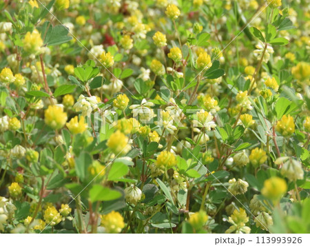 群生して咲く黄色いコメツブツメクサの花 113993926
