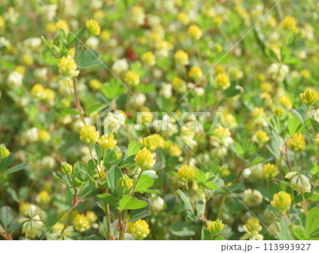 群生して咲く黄色いコメツブツメクサの花 群生して咲く黄色いコメツブツメクサの花 113993927