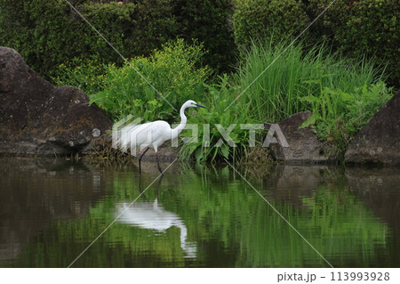 池を歩く飾り羽の生えた白いサギのチュウダイサキ 池を歩く飾り羽の生えた白いサギのチュウダイサキ 113993928