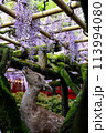 春日の藤 113994080