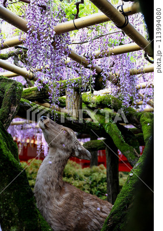 春日の藤 113994080
