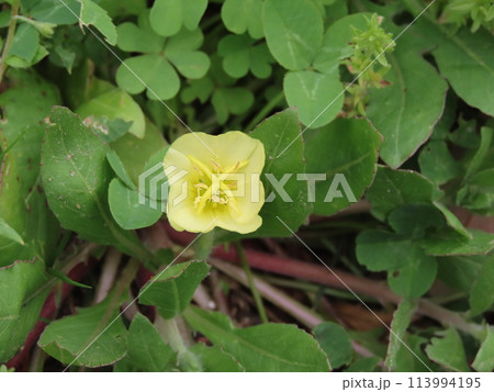 黄色いコマツヨイグサの花のアップ 黄色いコマツヨイグサの花のアップ 113994195