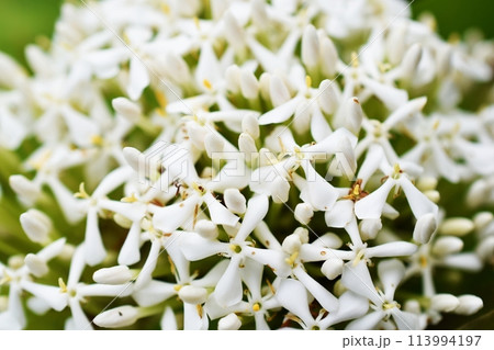 close up of white spike flower bouquet on nature background 113994197