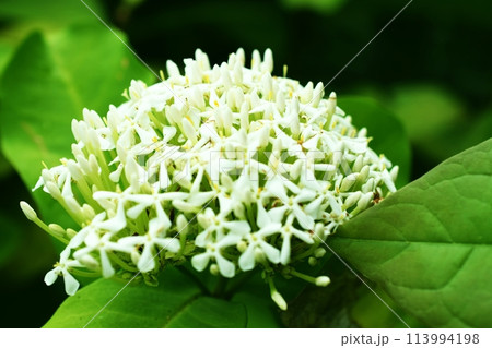close up of white spike flower bouquet on nature background close up of white spike flower bouquet on nature background 113994198